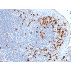 Human Kappa Light Chain (B-Cell Marker) (rKLC264), CF640R conjugate, 0.1mg/mL