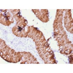 Ep-CAM / CD326 (Extracellular Domain) (Epithelial Marker) (rEGP40/1372), CF640R conjugate, 0.1mg/mL