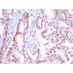 DMC1(2H12/4), CF640R conjugate, 0.1mg/mL