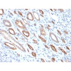 Occludin (Marker of Early Blood Brain Barrier Damage)(OCLN/2181), CF640R conjugate, 0.1mg/mL