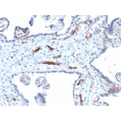 Podocalyxin (PODXL) (Hematopoietic Stem Cell Marker)(PODXL/2184), CF640R conjugate, 0.1mg/mL