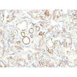 Podocalyxin (PODXL) (Hematopoietic Stem Cell Marker) (PODXL/2185), CF640R conjugate, 0.1mg/mL