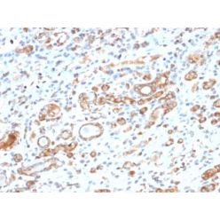 HSP60 (Heat Shock Protein 60) (Mitochondrial Marker) (HSPD1/2206R), CF640R conjugate, 0.1mg/mL