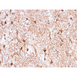 GFAP (Astrocyte & Neural Stem Cell Marker) (rASTRO/789), CF640R conjugate, 0.1mg/mL