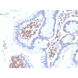 MAPK14(CPTC-MAPK14-1), CF640R conjugate, 0.1mg/mL