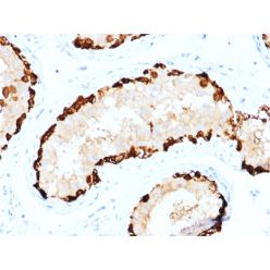 Melanoma Antigen Family A, 4 / MAGEA4(CPTC-MAGEA4-1), CF640R conjugate, 0.1mg/mL