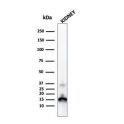 Transthyretin (Prealbumin)(CPTC-TTR-1), CF640R conjugate, 0.1mg/mL