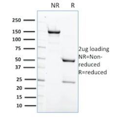 Protein Tyrosine Phosphatase, non-receptor type 6(CPTC-PTPN6-2), CF640R conjugate, 0.1mg/mL