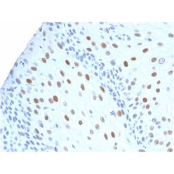 p21WAF1 (Tumor Suppressor Protein)(CIP1/2275R), CF640R conjugate, 0.1mg/mL
