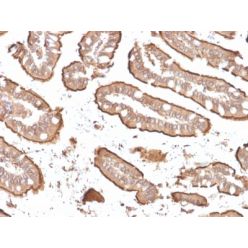 Villin (GI-Mucosal & Urogenital Brush Border Marker) (rVIL1/1325), CF640R conjugate, 0.1mg/mL