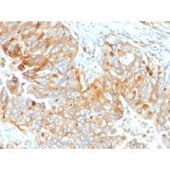HLA-DRB (MHC II)(DA2), CF640R conjugate, 0.1mg/mL