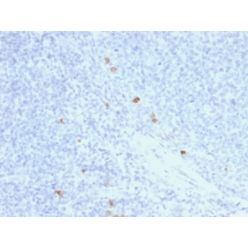 Human IgG4 (Ig Heavy Constant Gamma 4) (G4m Marker) (rIGHG4/1345), CF640R conjugate, 0.1mg/mL