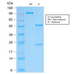 SOX9 / SRY-box 9(SOX9/2287R), CF640R conjugate, 0.1mg/mL