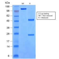 SOX9 / SRY-box 9(rSOX9/2288), CF640R conjugate, 0.1mg/mL