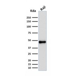 PAX5 / BSAP (Early B-Cell Marker)(rPAX5/2060), CF640R conjugate, 0.1mg/mL