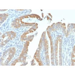 Cytokeratin 19 (KRT19) (Pancreatic Stem Cell Marker) (rKRT19/799), CF640R conjugate, 0.1mg/mL