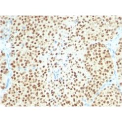 SOX10 (Melanoma Marker) (SOX10/2311R), CF640R conjugate, 0.1mg/mL