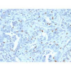 Cyclin A2 (S- & G2-phase Cyclin)(CCNA2/2333), CF640R conjugate, 0.1mg/mL