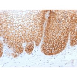 CD44v9 (Marker of Tumor Metastasis) (rCD44v9/1459), CF640R conjugate, 0.1mg/mL