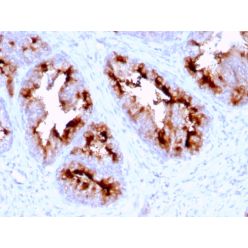 FOLH1 / PSMA (Prostate Epithelial Marker)(FOLH1/2363), CF640R conjugate, 0.1mg/mL