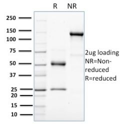 HER-4 / ERBB4(HFR-1), CF640R conjugate, 0.1mg/mL