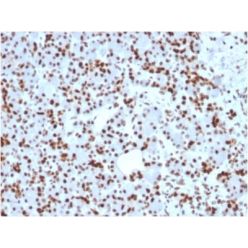 SOX9 / SRY-box 9 (SOX9/2398), CF640R conjugate, 0.1mg/mL
