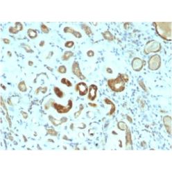 STAT3 / Signal Transducer and Activator of Transcription 3 (STAT3/2409), CF640R conjugate, 0.1mg/mL