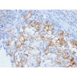 Ksp-Cadherin / CDH16 (Renal Cell Marker)(CDH16/2448), CF640R conjugate, 0.1mg/mL
