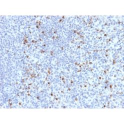 Perforin-1 (Pore Forming Protein) (Apoptosis Marker)(PRF1/2470), CF640R conjugate, 0.1mg/mL