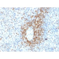 Biotium BNC402478-500, CD3e (T-Cell Marker) (C3e/2478), CF640R conjugate, 0.1mg/mL