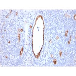 von Willebrand Factor / Factor VIII Related-Ag (Endothelial Marker)(VWF/2480), CF640R conjugate, 0.1mg/mL