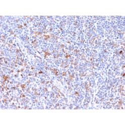 RCAS1 / Estrogen Receptor Binding Site Associated, Antigen 9(CPTC-EBAG9-2), CF640R conjugate, 0.1mg/mL