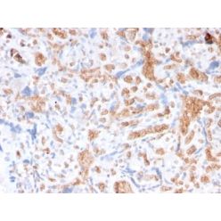 Spectrin Alpha 1 (Erythrocyte Marker) (rSPTA1/1833), CF640R conjugate, 0.1mg/mL