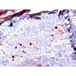 Human IgM (Immunoglobulin Mu Heavy Chain) (B-Cell Marker)(IGHM/2557R), CF640R conjugate, 0.1mg/mL