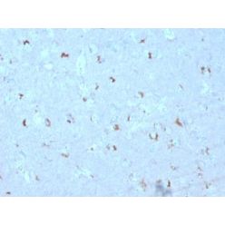 GAD1 / GAD67 (GABAergic Neuronal Marker) (GAD1/2563), CF640R conjugate, 0.1mg/mL