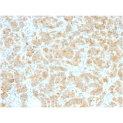 GP2 (Glycoprotein 2) / ZAP75 (GP2/2569R), CF640R conjugate, 0.1mg/mL