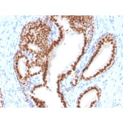 NKX3.1 (Metastatic Prostate Adenocarcinoma Marker)(NKX3.1/2576), CF640R conjugate, 0.1mg/mL