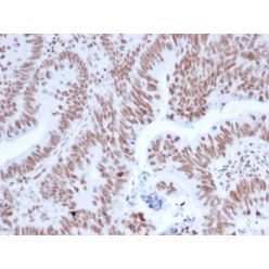 NRF1(NRF1/2608), CF640R conjugate, 0.1mg/mL