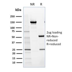 NRF1(NRF1/2609), CF640R conjugate, 0.1mg/mL