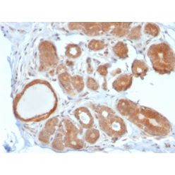 STAT5B(STAT5B/2611), CF640R conjugate, 0.1mg/mL