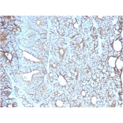Biotium BNC402617-500, Cadherin 17 / LI Cadherin (Liver-Intestine Marker)(CDH17/2617), CF640R conjugate, 0.1mg/mL