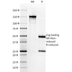 Gastrin(GAST/2631), CF640R conjugate, 0.1mg/mL