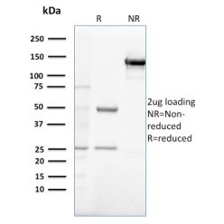 Gastrin(GAST/2632), CF640R conjugate, 0.1mg/mL