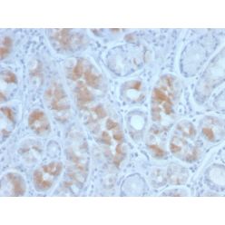 Gastrin(GAST/2634), CF640R conjugate, 0.1mg/mL