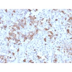 Prolactin (Pituitary Tumor Marker)(PRL/2642), CF640R conjugate, 0.1mg/mL