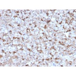 Prolactin (Pituitary Tumor Marker)(PRL/2643), CF640R conjugate, 0.1mg/mL