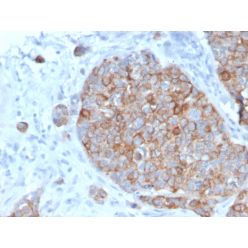 STAT2(STAT2/2650), CF640R conjugate, 0.1mg/mL