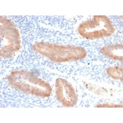 Interleukin 10 (IL10) (Immunoregulation Marker) (IL10/2651R), CF640R conjugate, 0.1mg/mL