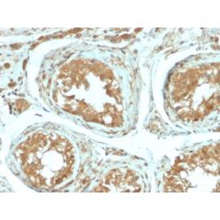 Biotium BNC402652-500, B7-H4 (Immuno-Inhibitory Protein) (B7H4/2652R), CF640R conjugate, 0.1mg/mL