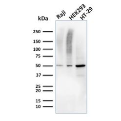 MMP3 (Marker of Metastasis and Rheumatoid Arthritis)(MMP3/2655), CF640R conjugate, 0.1mg/mL